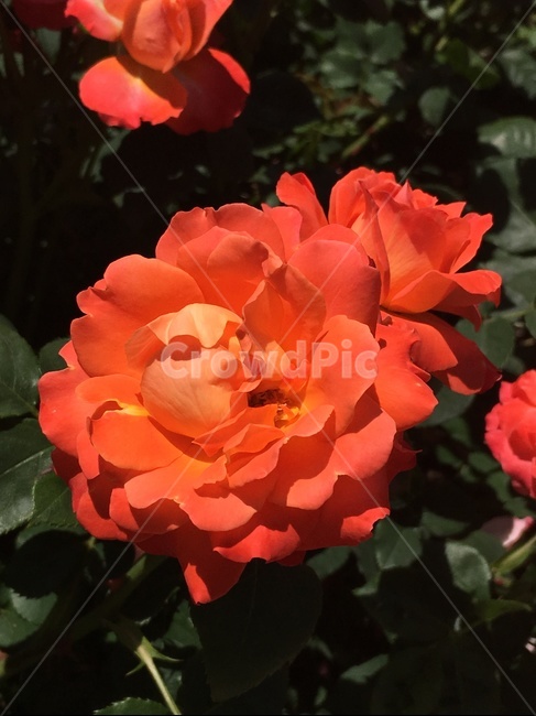 꽃,장미,주황장미,장미꽃밭,식물,rose,식물,자연,plants,nature,꽃,flower