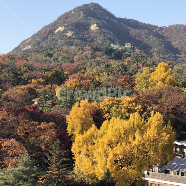 단풍,낙엽,산,은행,은행잎,가을,풍경,가을,계절,fall,autumn,season,자연,풍경,nature,landscape,outdoors,옥외