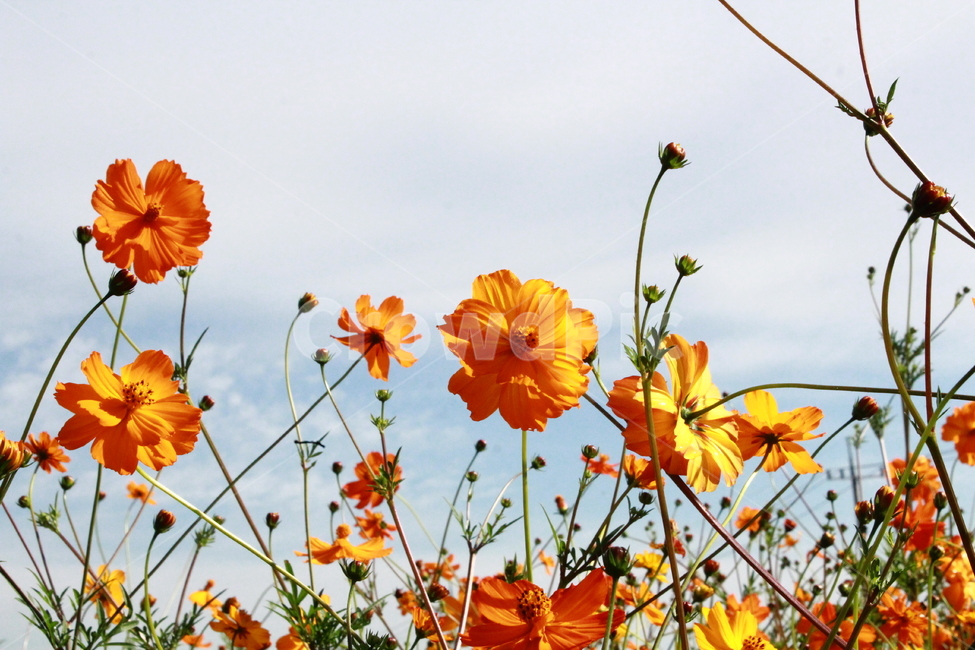 황화코스모스,plant,식물,blossom,꽃,petal,꽃잎,flower,자연,가을,가을,계절,fall,autumn,season,식물,자연,plants,nature,꽃,flower