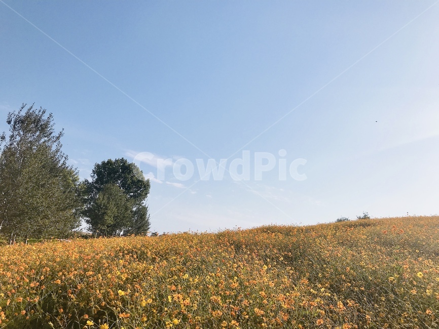 풍경,하늘,꽃,sky,nature