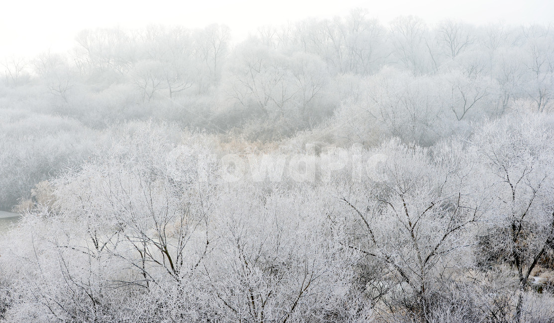 상고대,서리발,겨울,겨울풍경,서리,소양강,눈,나무,겨울,계절,winter,season,자연,풍경,nature,landscape,outdoors,옥외,frost,snow