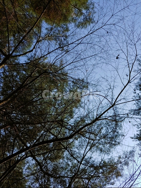 풍경,하늘,올려다보기,파란,나무,자연,풍경,nature,landscape,tree,plant,식물,tree trunk,나무 줄기