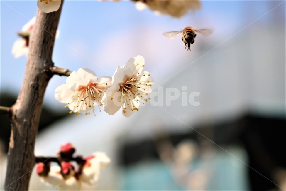 매화,매화나무,꽃,벌,꿀벌,식물,자연,plants,nature,꽃,flower,곤충,벌레,insect,bug