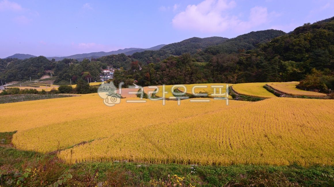 nature,자연,outdoors,옥외,field,들,경남,거창,소야마을,거창소야마을,소야마을다랭이논,다락논,농경지,농업,거창들녁,가을,계절,가을들녁,다랭이논,벼농사