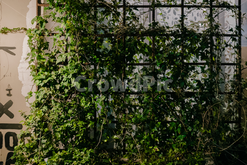 식물,감성,배경,나무,풀,초록,식물,자연,plants,nature