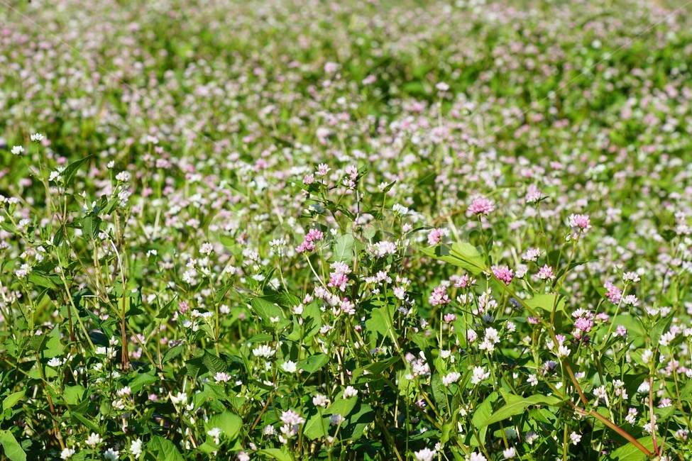 가을,꽃,자연,식물,nature,fiower,green,pink,가을,계절,fall,autumn,season,식물,자연,plants,nature,꽃,flower,field,들,outdoors,옥외,grassland,목초지