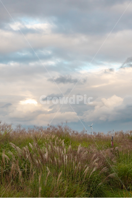 하늘공원,억새,하늘,풍경,공원,구름,배경화면,sky,landscape,blue,cloud,가을,계절,fall,autumn,season,자연,풍경,nature,landscape,grass,잔디,plant,식물,lawn