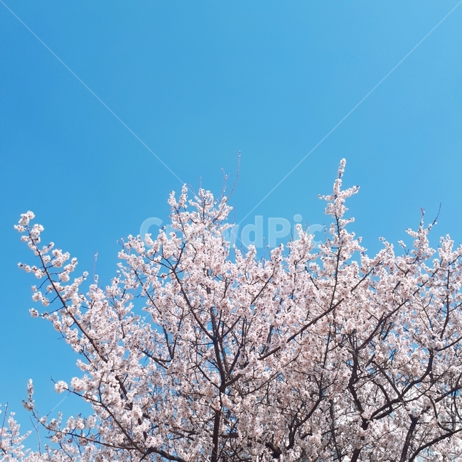 벚꽃,봄,꽃,나무,파란하늘,식물,자연,plants,nature,꽃,flower