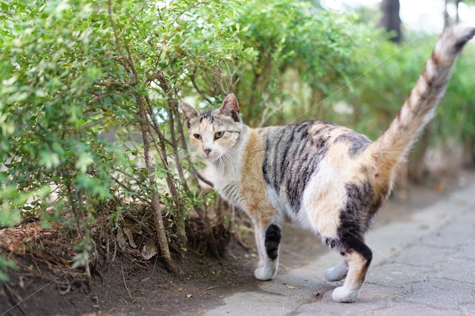 	고양이,동물,야옹이,캣,cat,냐옹이,냐옹,길,거리,일상,풍경,생명,길냥이,길가,일상사진,귀요미,동물,animal,포유류,mammal,고양이,cat,kitten,kitty