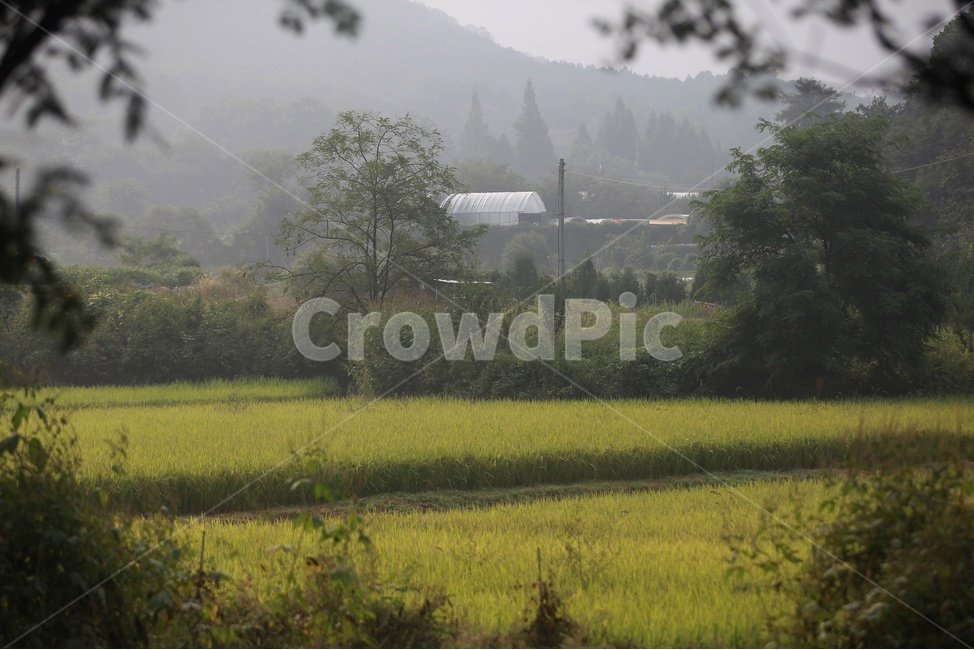 여름,풍경,논,소래산,인천대공원,시골,마을,풍경,landscape,country,rural,town