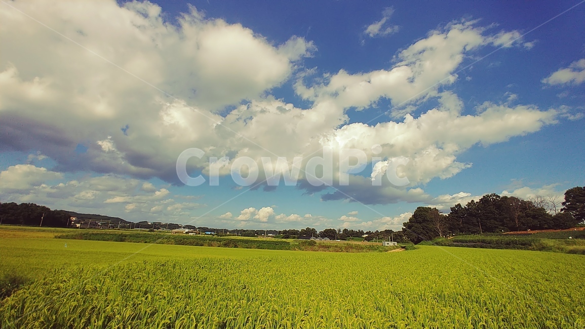 하늘,구름,벼,가을,파란색,시골,날씨좋은날,자연,풍경,nature,landscape,grassland,목초지,field,들,outdoors,옥외,weather,날씨