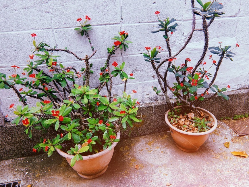 식물,화분,생명력,골목,낭만