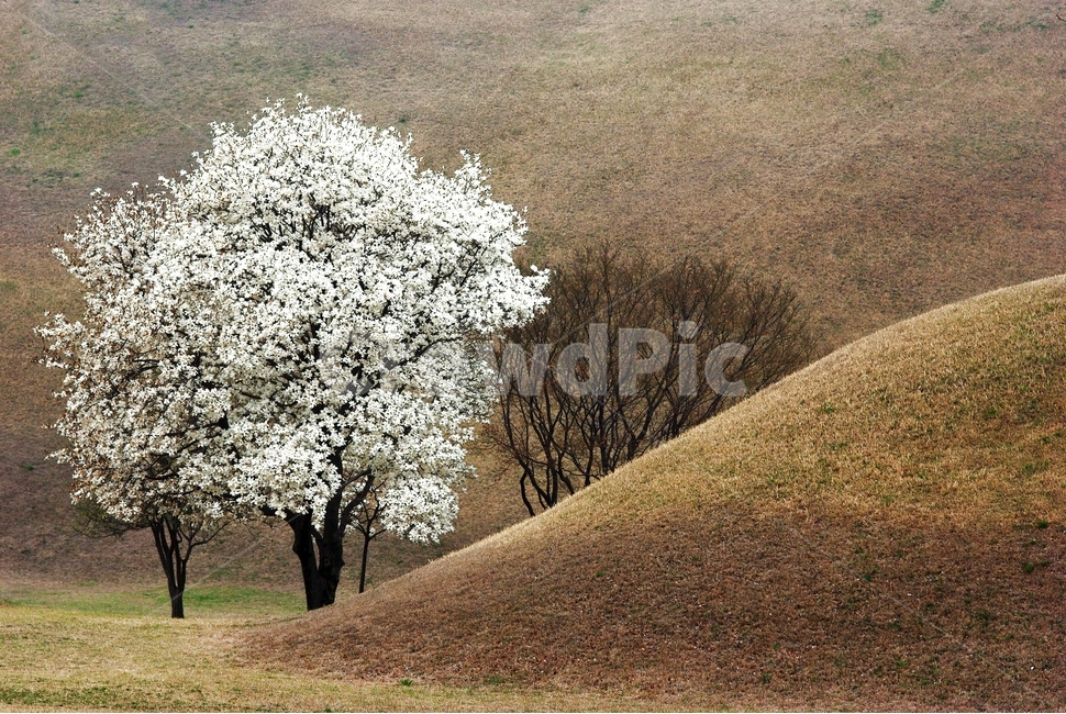 목련,봄,대릉원,경주,자연,풍경,배경,식물,왕릉,유적지,광광지,여행지,수학여행,가족여행,감성여행,역사,신라,포토존,출사지,자연,풍경,nature,landscape,한국자연풍경,한국자연경관,korea nature landscape,한국전통,한국문화,korean traditional,korean culture,랜드마크,landmark,tourist attraction,한국랜드마크,한국관광지,한국명소,korea landmark,korea tourist attraction,식물,plants,나무,trees,wood,field,들,grassland,목초지,outdoors,옥외