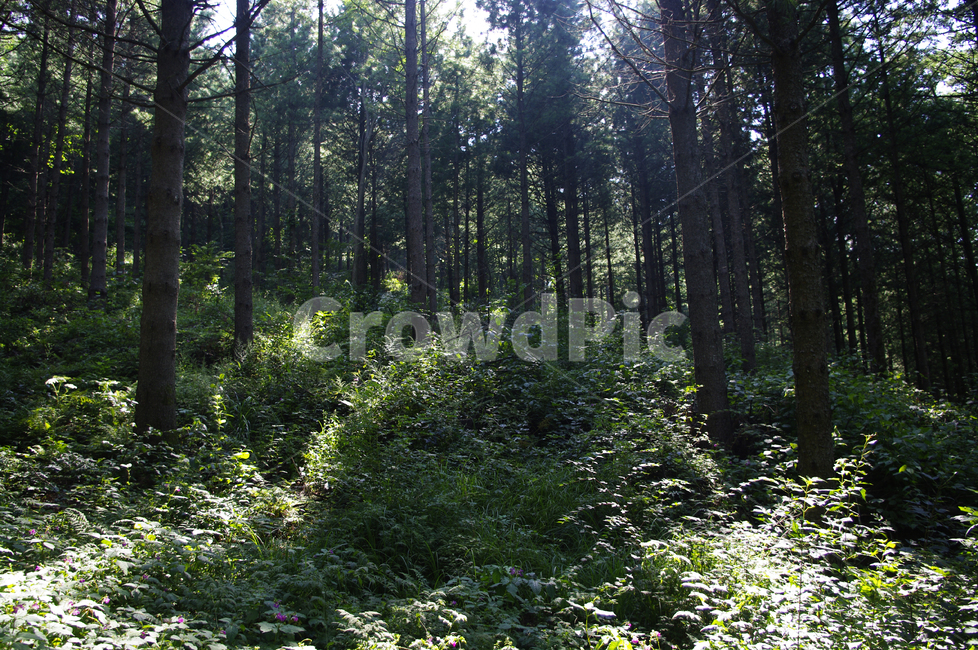나무,식물,자연,숲,plant,tree,초목,nature,woodland