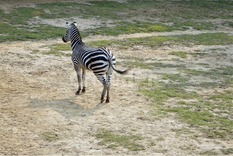 얼룩말,동물원,초가을,얼룩무늬,초식동물,zebra,animal,zoo,herbivore,pattern,hoof,동물,animal,포유류,mammal