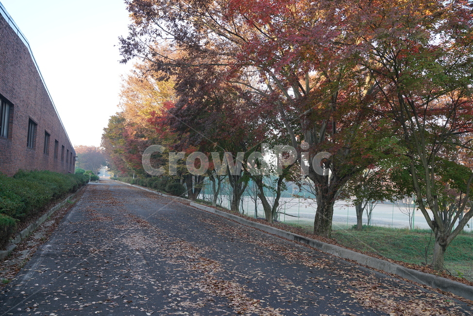 단풍,maple,가을단풍,가을,엽록소,tree,나무,plant,식물,asphalt,아스팔트,road,도로