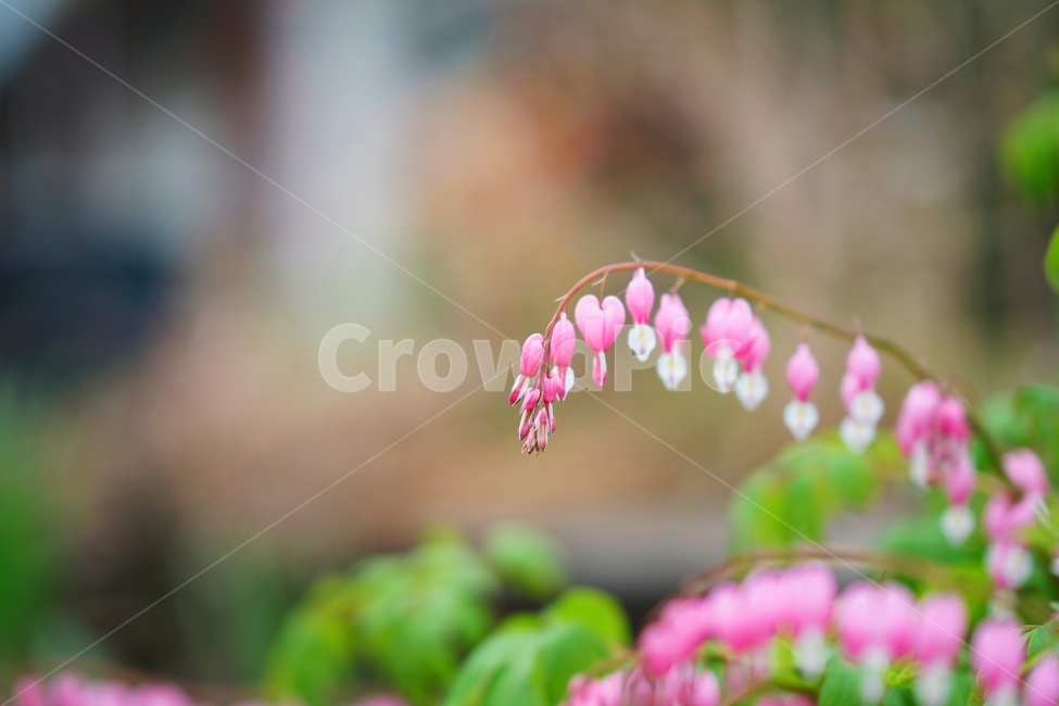 꽃,보케,봄,아웃포커싱,향기,봄,계절,spring,season,식물,자연,plants,nature,꽃,flower,감성,sensible,feeling,plant,blossom
