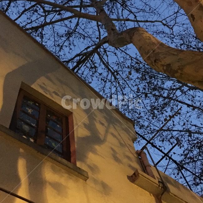 별장,나무,밤,윗시선,나뭇가지,창문,가로수등