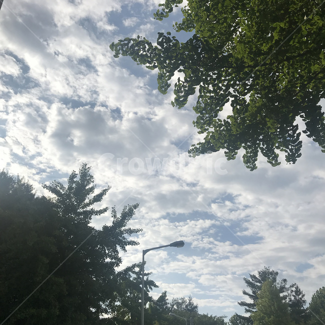 tree,나뭇잎,하늘,푸른하늘,구름,구름하늘,초록,초록빛,맑은하늘,뭉게구름,맑은,자연,야외,상쾌한,몽환적인,나무,화창한,leaves,sky,clouds,sunny,nature,eco,fresh,outdoors,green,bluesky,cottonclouds