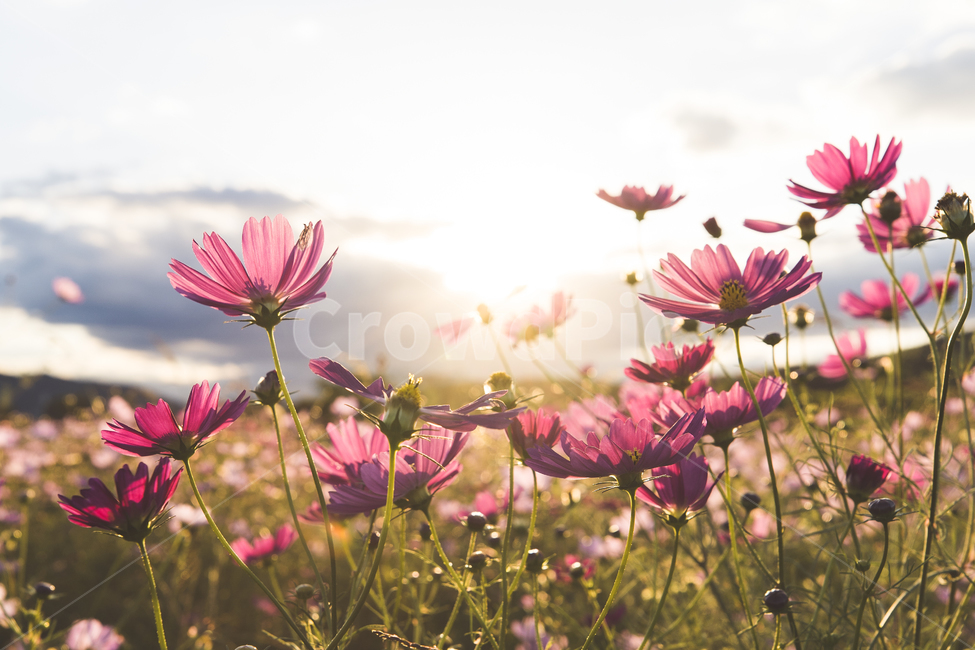 가을,코스모스,따뜻함,일몰,연분홍색,핑크색,우아한,beautiful,예쁜,화려한,정원,garden,계절,season,자연,plants,nature,꽃,flower,가을,계절,fall,autumn,season,식물,자연,plants,nature,꽃,flower,감성,sensible,feeling,휴식,힐링,rest,relaxation,healing,plant