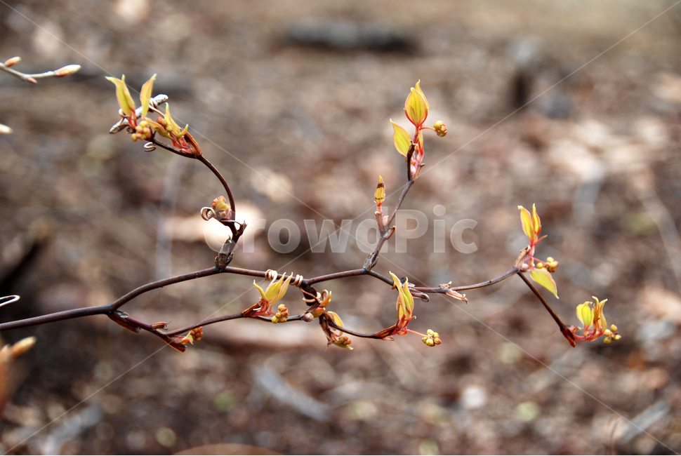 봄,자연,꽃봉오리,식물,새생명,봄,계절,spring,season,식물,자연,plants,nature