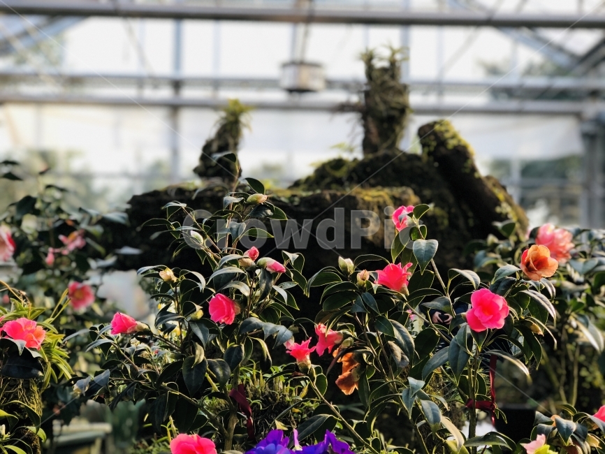 꽃,핑크색,화사,아름다움,자연,조화로움,식물,자연,plants,nature,꽃,flower