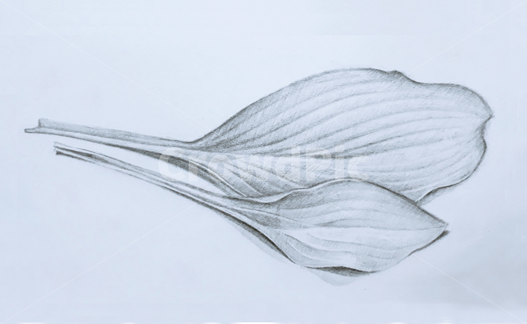 잎,스케치,art,drawing,그림,미술,사실화,데생,드로잉