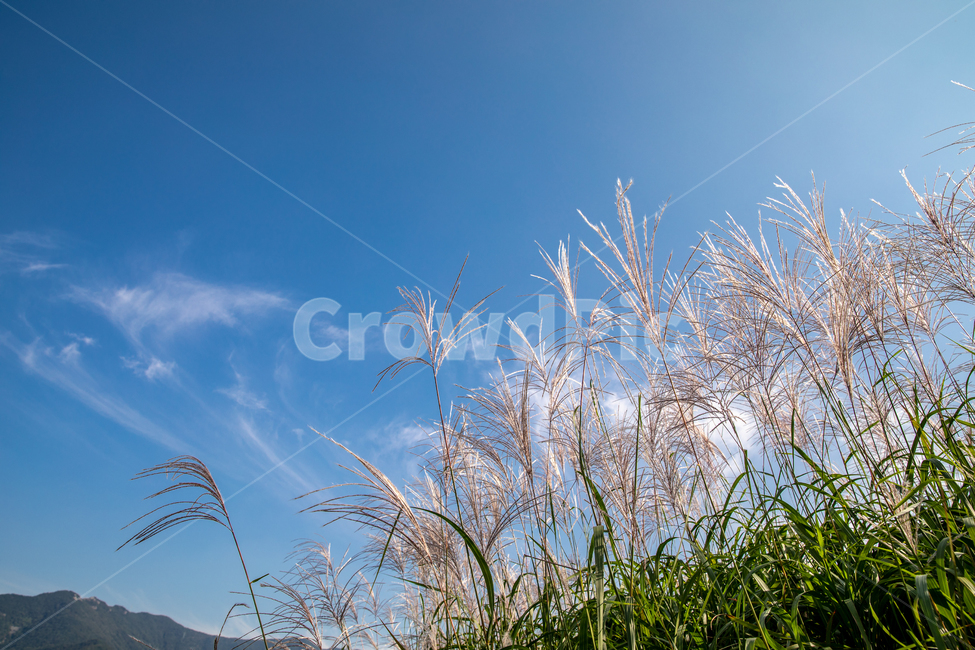 생태공원,도심생태공원,갈대,태양,하늘,자연,도심공원,억새,Reed,가을풍경,자연,풍경,nature,landscape,grass,잔디,plant,식물,lawn