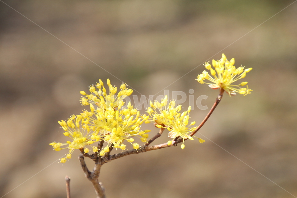산수유,꽃,식물,층층나무,구례산수유,축제,노랑색,봄,계절,spring,season,식물,자연,plants,nature,꽃,flower,plant