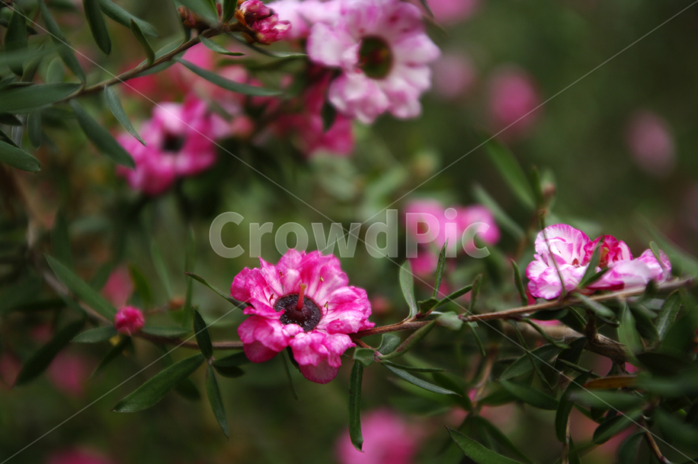 식물,꽃,flower,plant,color,호주매화,식물,자연,plants,nature,꽃,flower
