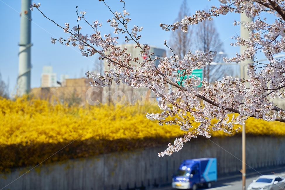 벚꽃,봄,나들이,벚꽃엔딩,blossom,flower,꽃