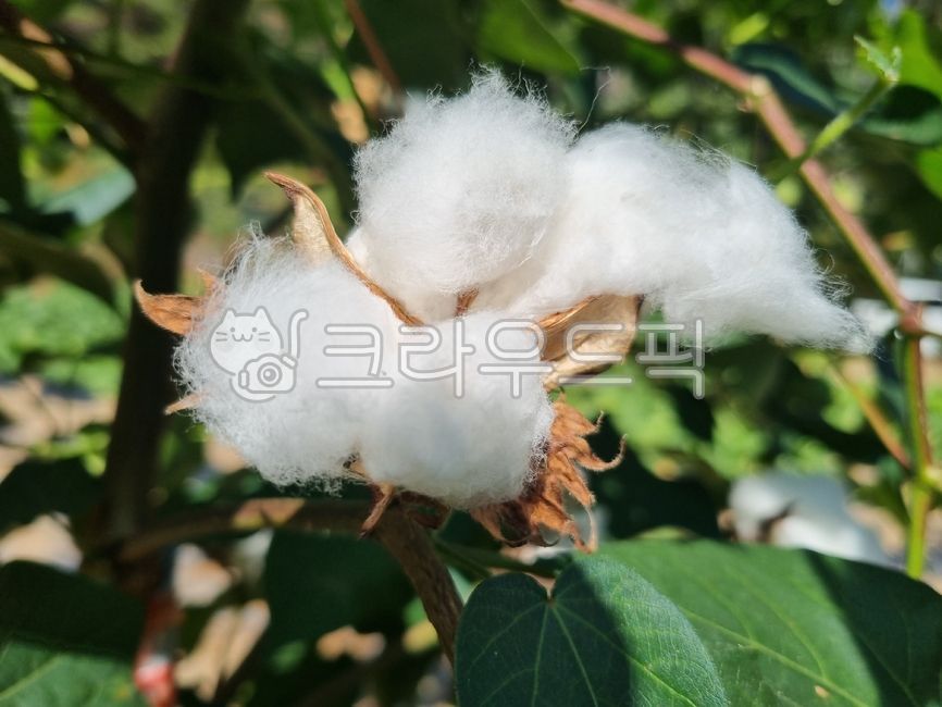 cotton tree,tree image,cotton wool,Cotton cotton image