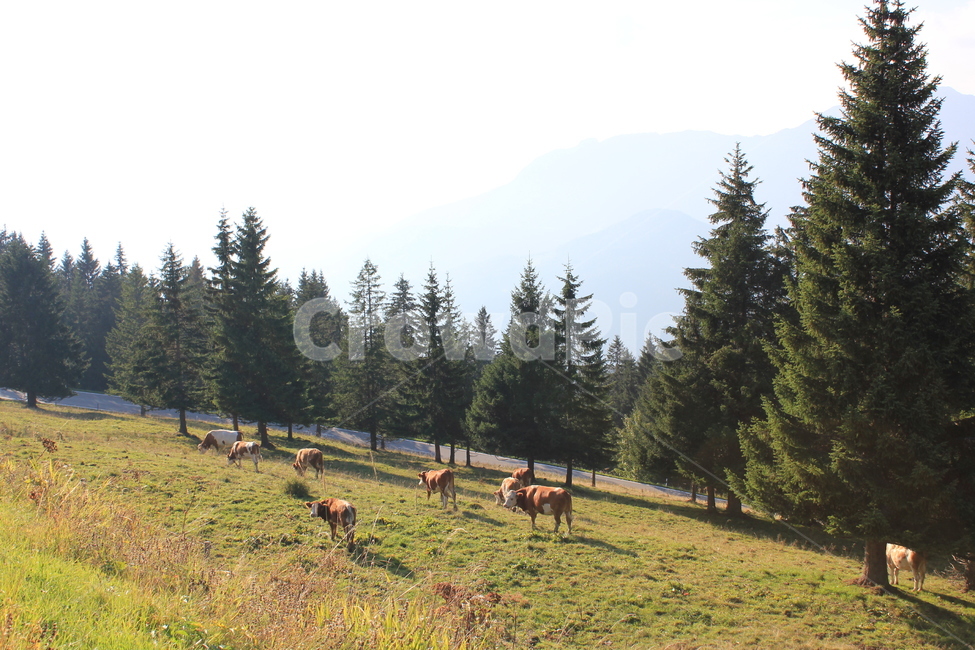 방목,가축,소,자연,풍경,나무,들판,외국,자연,풍경,nature,landscape,해외,외국,세계,foreign,oversea,world,세계자연풍경,해외자연풍경,외국자연풍경,world nature landscape,동물,animal,포유류,mammal,산업,industry,industrial,목축업,목장,livestock farming,ranching,pasture,tree,plant,식물,abies,아비,fir,전나무,cow,cattle