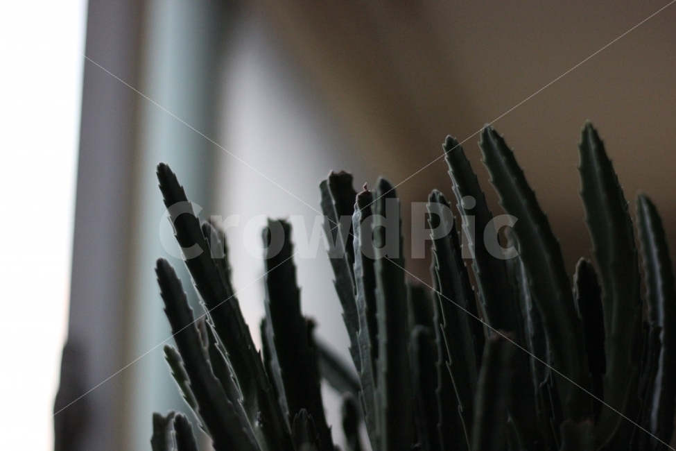 다육이,식물사진,식물,plants,인테리어,사진,포토,화분,선인장,꽃,interior,cactus,pot,flower,flowerpot,식물,자연,plants,nature