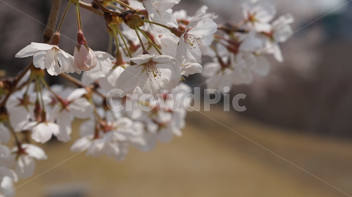 벚꽃,봄,나무,꽃나무,cherryblossom,소풍,나들이,봄,계절,spring,season,plant,식물,blossom,꽃,flower