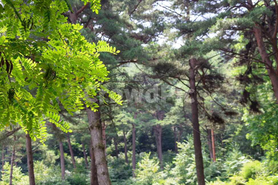 소나무길,소나무,외씨버선길,숲,환경,식물,농촌,자연,풍경,nature,landscape,tree,나무,plant,tree trunk,나무 줄기