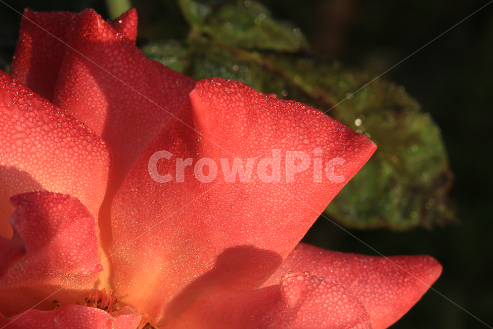장미,이슬,꽃,rose,dew,flower,식물,자연,plants,nature,꽃,flower