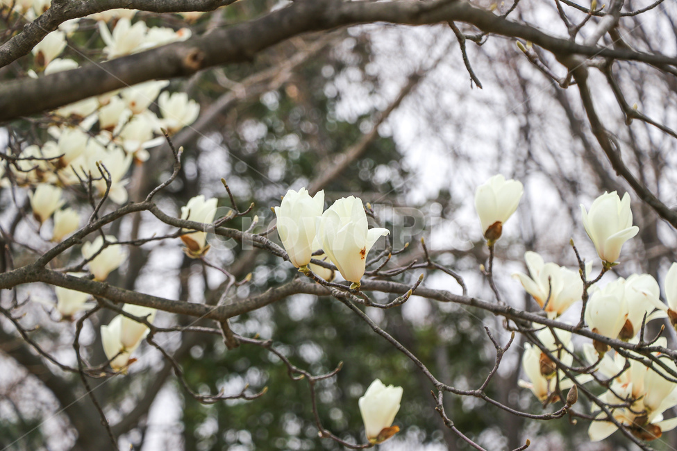 목련,꽃,flower,식물,자연,식물,자연,plants,nature,꽃,flower