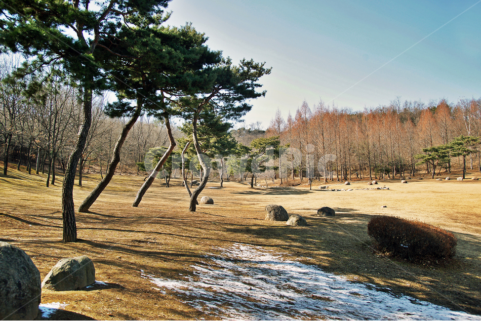 공원,정발산,일산,소나무,자연,정발산공원