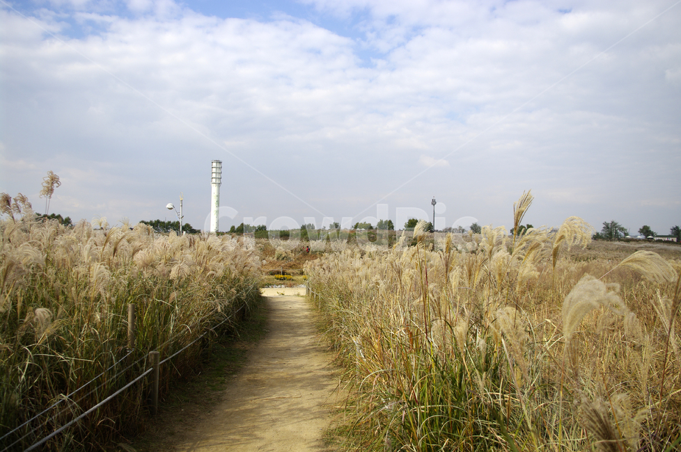 공원,식물,plant,가을,억새,자연,nature,하늘,구름,길,자연,풍경,nature,landscape,grass,잔디