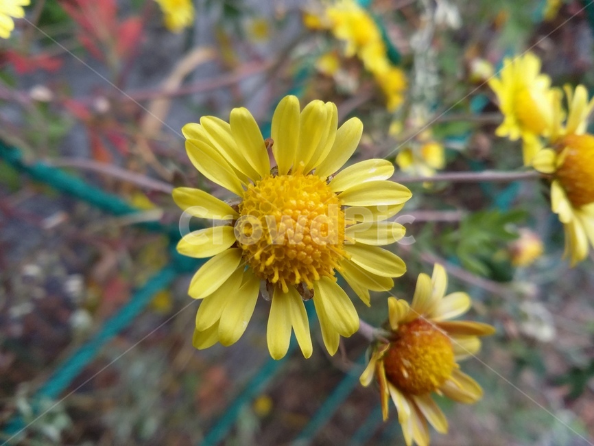 plant,식물,꽃,자연,노란꽃