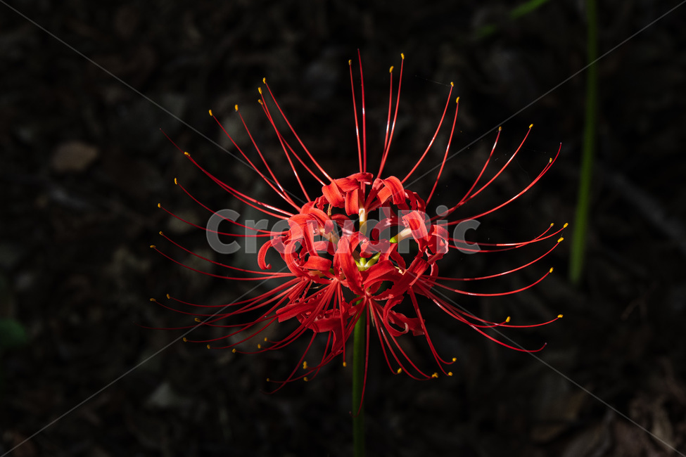 꽃무릇,pollen,flower,화분,plant,꽃,anther,식물,blossom,꽃밥,식물,자연,plants,nature,꽃,flower