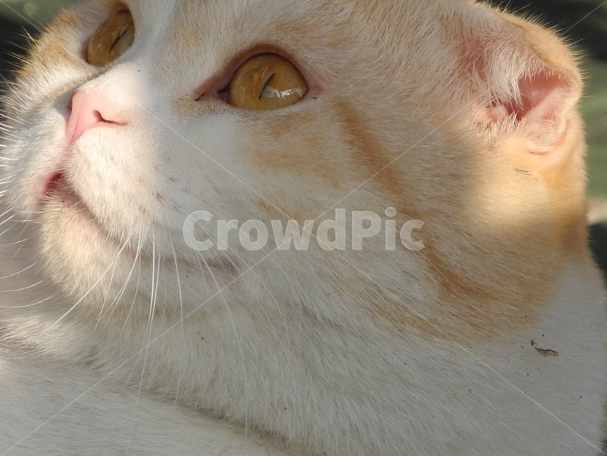 고양이,반려동물,cat,애완동물,pet,동물,animal,포유류,mammal,고양이,cat,kitten,kitty