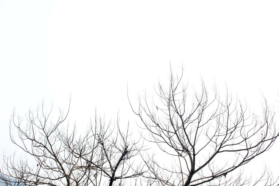 나무,나무가지,나뭇가지,가지,가을,자연,식물,쓸쓸,외로움,스산함,겨울,계절,winter,season,식물,자연,plants,nature,나무,trees,wood