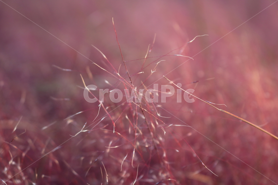 핑크뮬리,뮬리,식물,자연,벼과,분홍쥐꼬리새,가을,가을,계절,fall,autumn,season
