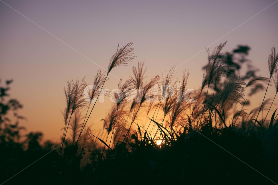grass,plant,식물,lawn,잔디,reed,갈대,가을,계절,fall,autumn,season,자연,풍경,nature,landscape