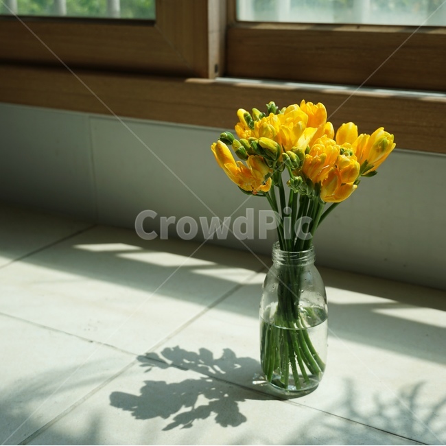 plant,식물,flowerbouquet,꽃부케,blossom,flower,꽃,프리지아,후리지아,식물,자연,plants,nature,꽃,flower