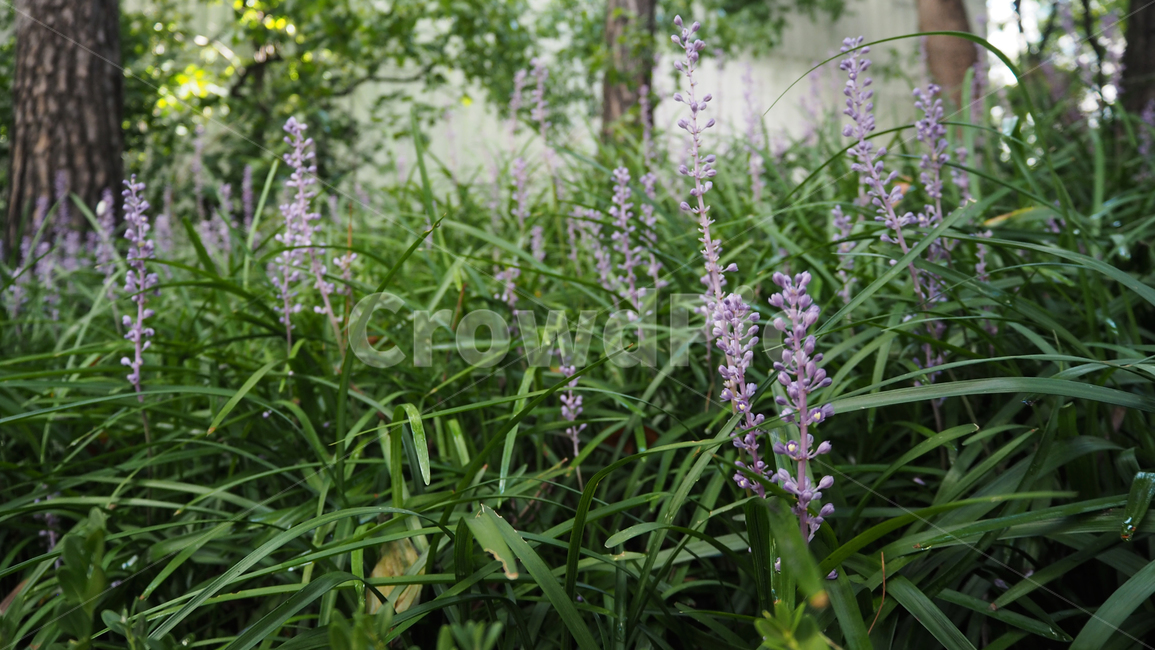 야생화,꽃,식물,wildflower,flower,plant,blossom,outdoor,야외,식물,자연,plants,nature,꽃,flower
