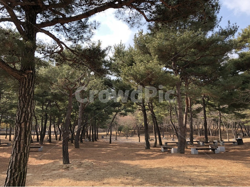 풍경,나무,산,나뭇잎,나뭇가지,감성,자연,풍경,nature,landscape,tree,plant,식물,ground,바닥