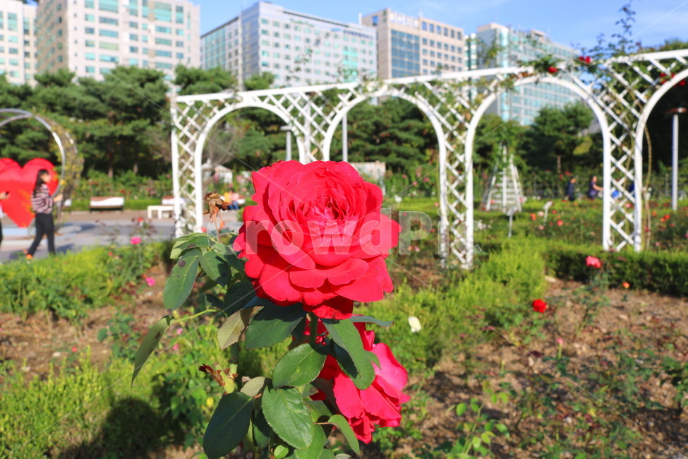 장미,꽃,장미꽃,식물,자연,꽃밭,붉은장미,탄초,빨간색꽃,식물,자연,plants,nature,꽃,flower